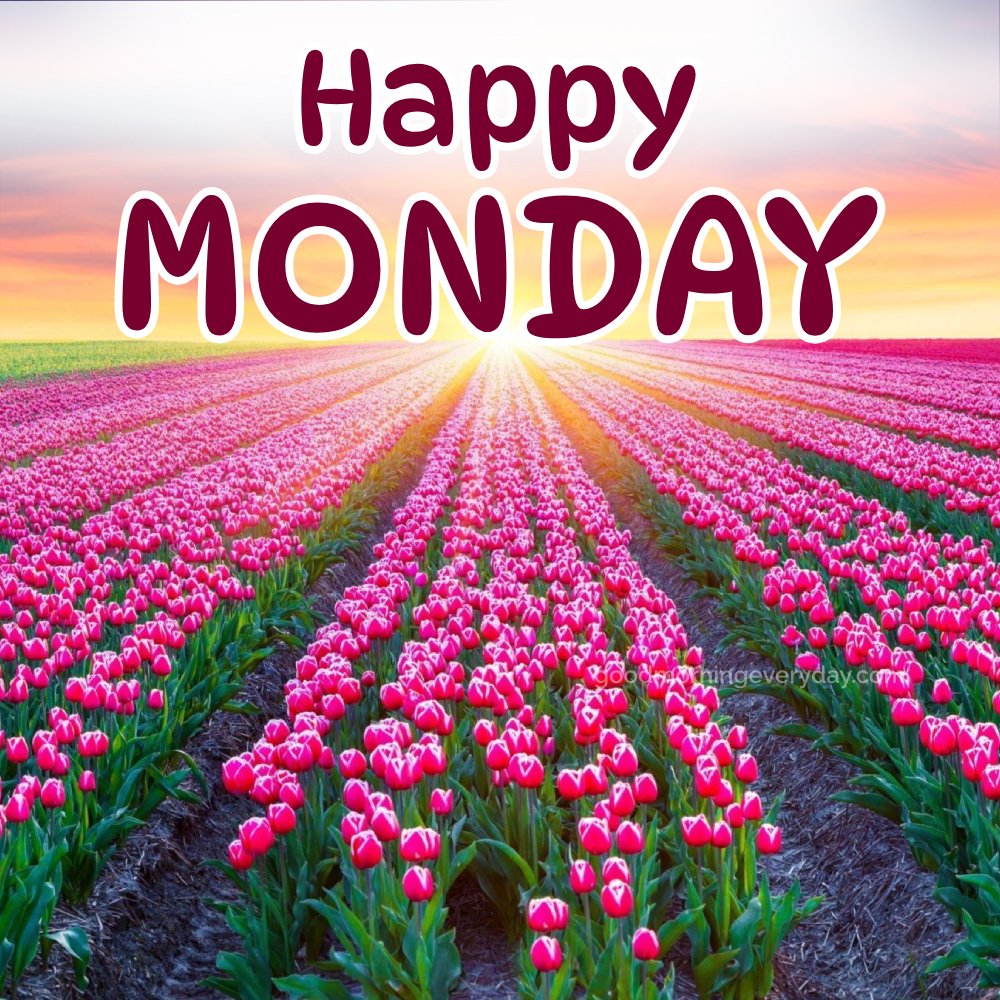 Happy Monday Morning